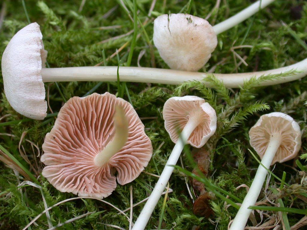 Entoloma .... bianco